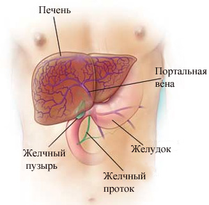 С какой стороны находится печень у мужчин