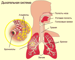 Дыхательная система, фото