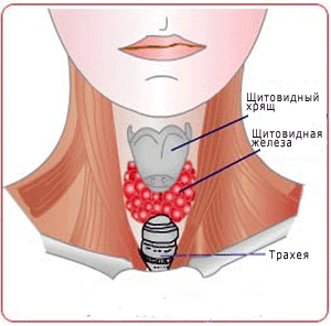 Щитовидная железа, фото