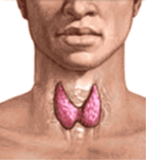 Щитовидная железа, фото