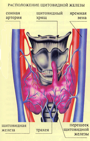 Расположение щитовидной железы, схема