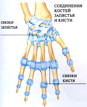 Соединения костей запястья. Связки лучезапястного сустава анатомия. Колцьевдиный связки кисти. Соединения кости кисти. Соединение костей кисти.