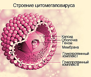 Строение цитомегаловируса, фото
