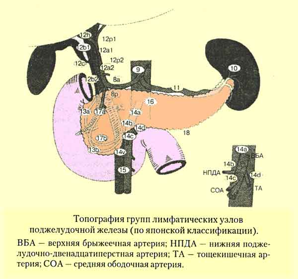 Японская классификация лимфоузлов при раке желудка thumbnail