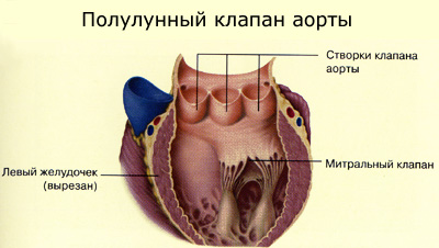клапан аорты, фото