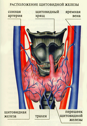 щитовидная железа, фото