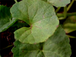 Centella asiatica, 