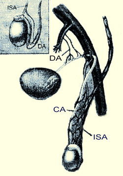 Артериальное кровоснабжение яичка, рисунок