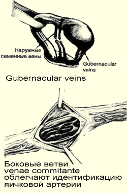 gubernacular veins, рисунок