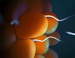 Что такое капацитация сперматозоида, рисунок