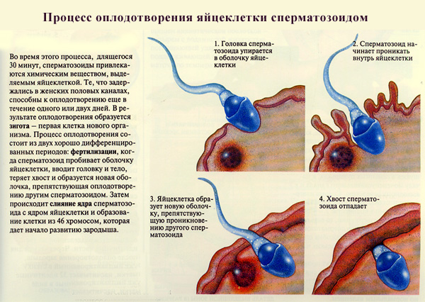 Процесс оплодотворения яйцеклетки сперматозоидом, рисунок