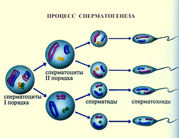 сперматогенез, схема