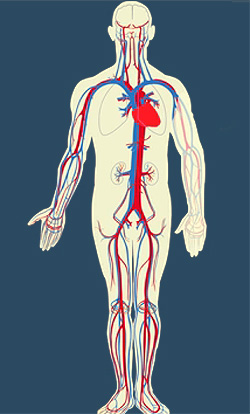 Строение кровеносной системы, фото