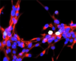 стволовые клетки, фото