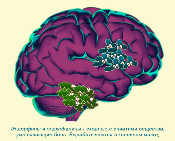 Почему эндорфин. Эндорфины в мозгу. Энкефалины и эндорфины. Эндорфины вырабатываются в мозге. Опиаты мозга.