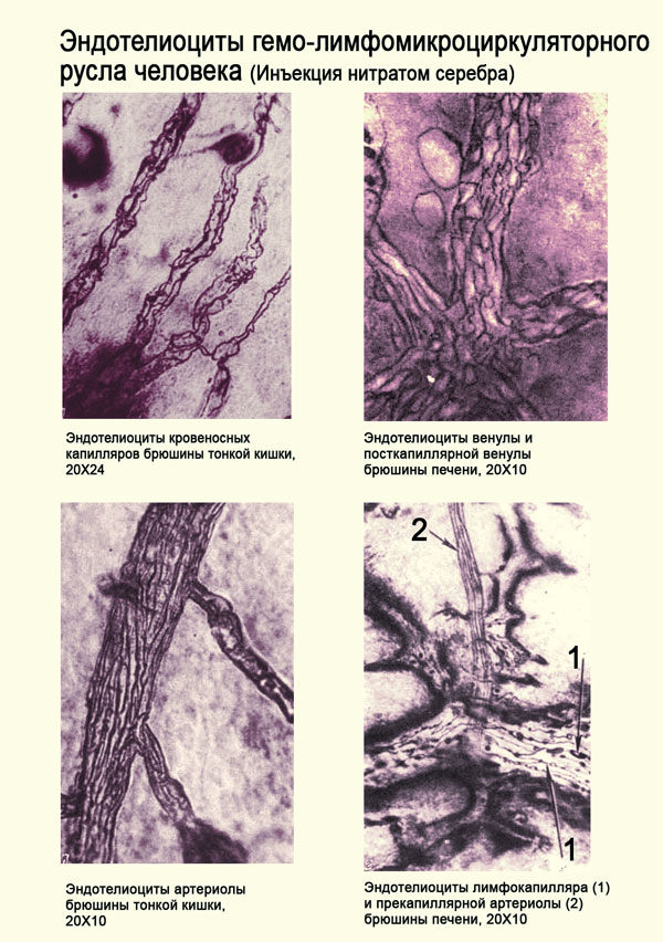 Эндотелиоциты лимфомикроциркуляторного русла человека, фото