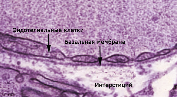 Плазматическая мембрана, фото
