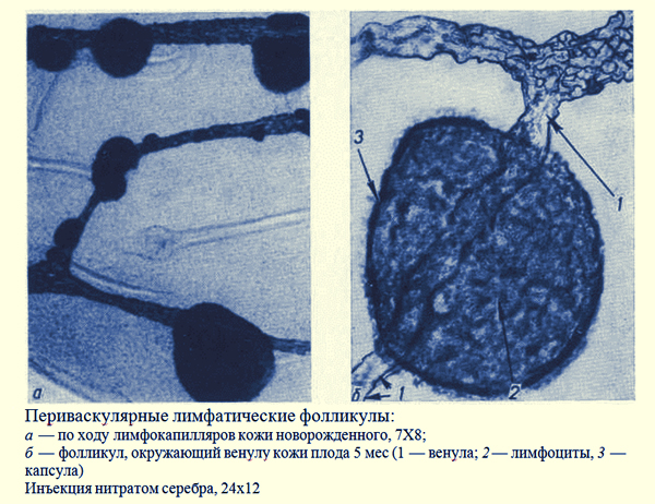Периваскулярные лимфатические фолликулы около венул