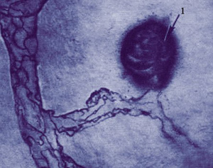 ��������� � ������������������ ������������, ����