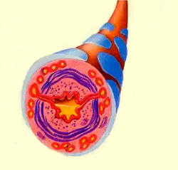 Спазм мышц бронхов во время приступа бронхиальной астмы, фото